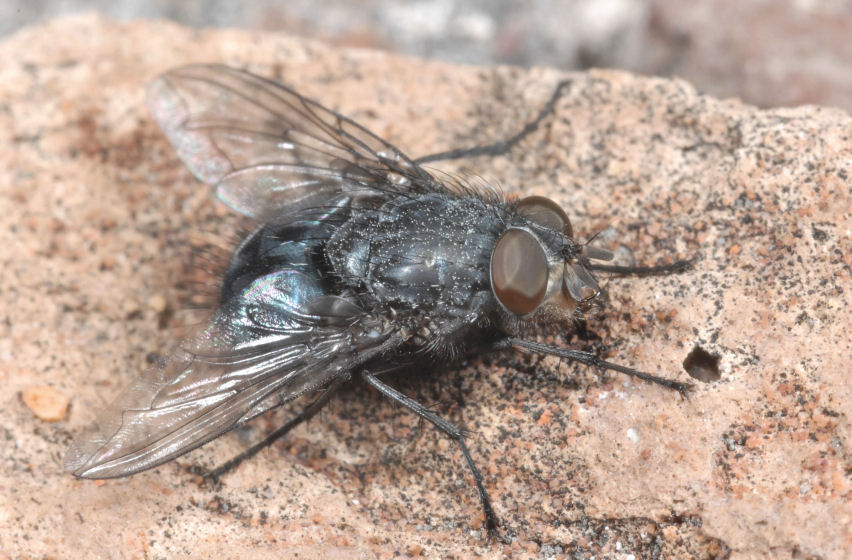 Mosca nel deserto